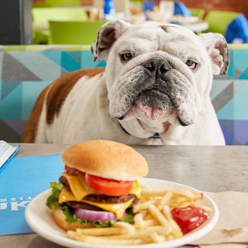 牛头犬格里夫坐在餐厅的摊位上，桌上放着一盘汉堡包和炸薯条